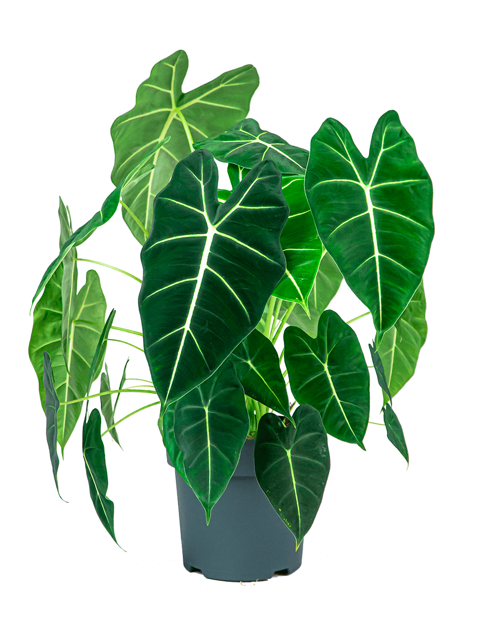 Verzorgingstips Alocasia